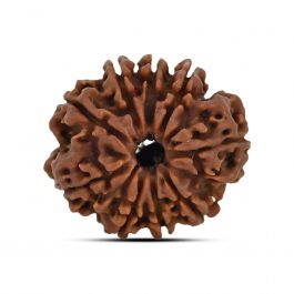 9 Mukhi Rudraksha (Nepal) 23.72 MM