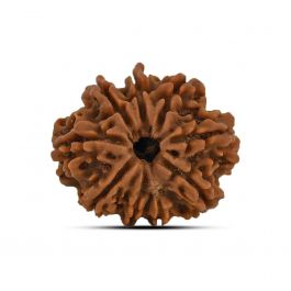 9 Mukhi Rudraksha (Nepal) 22.96 MM