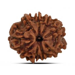 9 Mukhi Rudraksha (Nepal) 21.72 MM