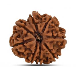 9 Mukhi Rudraksha (Nepal) 21.33 MM