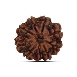 9 Mukhi Rudraksha (Nepal) 21.07 MM