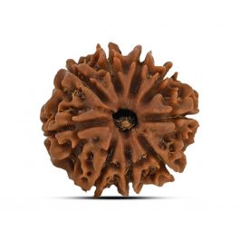 9 Mukhi Rudraksha (Nepal) 21.71 MM