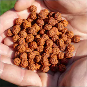 RUDRAKSHA