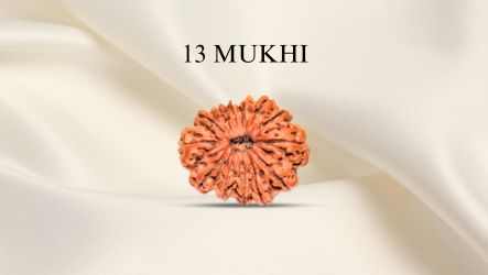 13 Mukhi Rudraksha