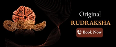 Original rudraksha